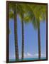 Palm Trees on Beach-Jonathan Hicks-Framed Photographic Print