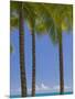 Palm Trees on Beach-Jonathan Hicks-Mounted Photographic Print