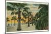 Palm Trees on Cabrillo Boulevard, Santa Barbara, California-null-Mounted Art Print