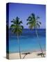 Palm Trees on Deserted Beach, Antigua, Caribbean, West Indies, Central America-Firecrest Pictures-Stretched Canvas