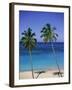 Palm Trees on Deserted Beach, Antigua, Caribbean, West Indies, Central America-Firecrest Pictures-Framed Photographic Print