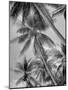 Palm Trees on Ellice Islands, Tuvalu-Peter Stackpole-Mounted Photographic Print
