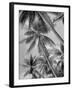 Palm Trees on Ellice Islands, Tuvalu-Peter Stackpole-Framed Photographic Print