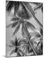 Palm Trees on Ellice Islands, Tuvalu-Peter Stackpole-Mounted Photographic Print