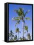 Palm Trees on Ibo Island, Part of the Quirimbas Archipelago, Mozambique-Julian Love-Framed Stretched Canvas