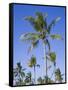 Palm Trees on Ibo Island, Part of the Quirimbas Archipelago, Mozambique-Julian Love-Framed Stretched Canvas