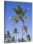 Palm Trees on Ibo Island, Part of the Quirimbas Archipelago, Mozambique-Julian Love-Stretched Canvas