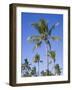 Palm Trees on Ibo Island, Part of the Quirimbas Archipelago, Mozambique-Julian Love-Framed Photographic Print