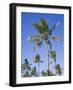 Palm Trees on Ibo Island, Part of the Quirimbas Archipelago, Mozambique-Julian Love-Framed Photographic Print