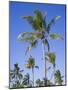 Palm Trees on Ibo Island, Part of the Quirimbas Archipelago, Mozambique-Julian Love-Mounted Photographic Print