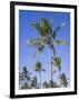 Palm Trees on Ibo Island, Part of the Quirimbas Archipelago, Mozambique-Julian Love-Framed Photographic Print