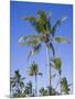 Palm Trees on Ibo Island, Part of the Quirimbas Archipelago, Mozambique-Julian Love-Mounted Photographic Print