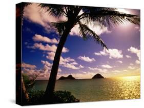 Palm Trees on the Beach at Sunset, Lanikai, U.S.A.-Ann Cecil-Stretched Canvas