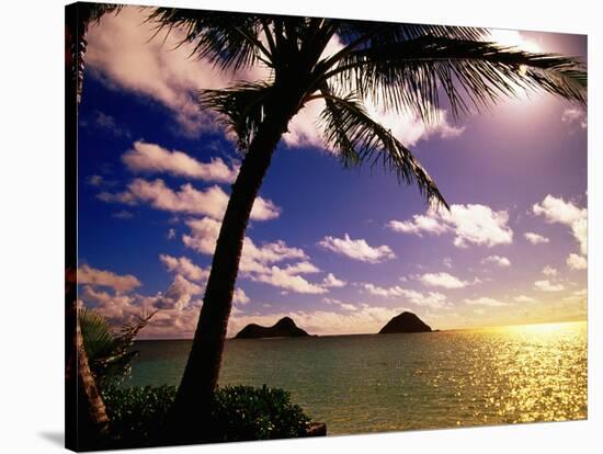 Palm Trees on the Beach at Sunset, Lanikai, U.S.A.-Ann Cecil-Stretched Canvas