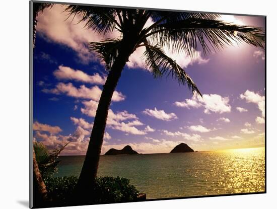 Palm Trees on the Beach at Sunset, Lanikai, U.S.A.-Ann Cecil-Mounted Photographic Print
