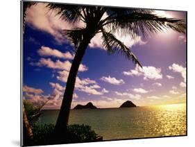 Palm Trees on the Beach at Sunset, Lanikai, U.S.A.-Ann Cecil-Mounted Photographic Print