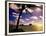 Palm Trees on the Beach at Sunset, Lanikai, U.S.A.-Ann Cecil-Framed Photographic Print