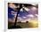 Palm Trees on the Beach at Sunset, Lanikai, U.S.A.-Ann Cecil-Framed Photographic Print