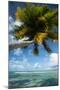 Palm Trees on the Beach, Bora Bora, Society Islands, French Polynesia-null-Mounted Photographic Print