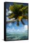 Palm Trees on the Beach, Bora Bora, Society Islands, French Polynesia-null-Framed Stretched Canvas