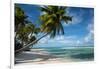 Palm Trees on the Beach, Bora Bora, Society Islands, French Polynesia-null-Framed Photographic Print