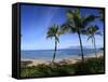 Palm Trees on the Beach, Maui, Hawaii, USA-null-Framed Stretched Canvas