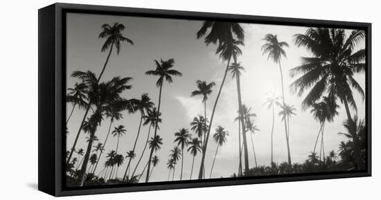 Palm Trees on the Beach, Morro De Sao Paulo, Tinhare, Cairu, Bahia, Brazil-null-Framed Stretched Canvas