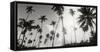 Palm Trees on the Beach, Morro De Sao Paulo, Tinhare, Cairu, Bahia, Brazil-null-Framed Stretched Canvas