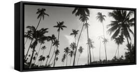 Palm Trees on the Beach, Morro De Sao Paulo, Tinhare, Cairu, Bahia, Brazil-null-Framed Stretched Canvas