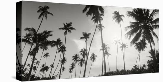 Palm Trees on the Beach, Morro De Sao Paulo, Tinhare, Cairu, Bahia, Brazil-null-Stretched Canvas