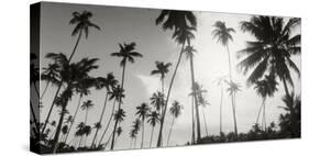 Palm Trees on the Beach, Morro De Sao Paulo, Tinhare, Cairu, Bahia, Brazil-null-Stretched Canvas