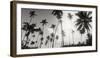 Palm Trees on the Beach, Morro De Sao Paulo, Tinhare, Cairu, Bahia, Brazil-null-Framed Premium Photographic Print