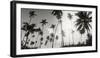 Palm Trees on the Beach, Morro De Sao Paulo, Tinhare, Cairu, Bahia, Brazil-null-Framed Photographic Print