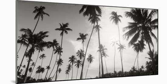 Palm Trees on the Beach, Morro De Sao Paulo, Tinhare, Cairu, Bahia, Brazil-null-Mounted Photographic Print