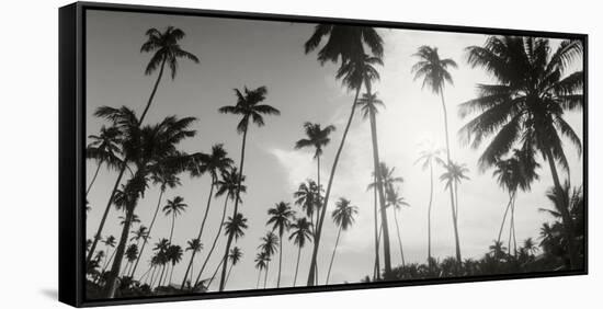 Palm Trees on the Beach, Morro De Sao Paulo, Tinhare, Cairu, Bahia, Brazil-null-Framed Stretched Canvas