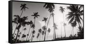 Palm Trees on the Beach, Morro De Sao Paulo, Tinhare, Cairu, Bahia, Brazil-null-Framed Stretched Canvas