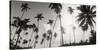 Palm Trees on the Beach, Morro De Sao Paulo, Tinhare, Cairu, Bahia, Brazil-null-Stretched Canvas