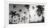 Palm Trees on the Beach, Morro De Sao Paulo, Tinhare, Cairu, Bahia, Brazil-null-Framed Photographic Print