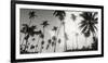 Palm Trees on the Beach, Morro De Sao Paulo, Tinhare, Cairu, Bahia, Brazil-null-Framed Photographic Print