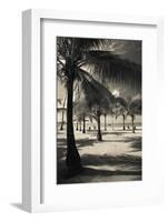 Palm Trees on the Beach, Playa Luquillo Beach, Luquillo, Puerto Rico-null-Framed Photographic Print