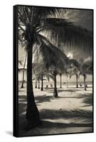 Palm Trees on the Beach, Playa Luquillo Beach, Luquillo, Puerto Rico-null-Framed Stretched Canvas