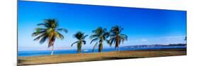 Palm Trees on the Beach, Puerto La Cruz, Anzoategui State, Venezuela-null-Mounted Photographic Print