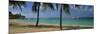 Palm Trees on the Beach, Sainte-Anne Beach, Sainte-Anne, Grande-Terre, Guadeloupe-null-Mounted Photographic Print