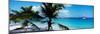 Palm Trees on the Beach, Salomon Beach, Virgin Islands National Park, St. John, Us Virgin Islands-null-Mounted Photographic Print