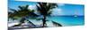 Palm Trees on the Beach, Salomon Beach, Virgin Islands National Park, St. John, Us Virgin Islands-null-Mounted Photographic Print