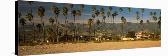 Palm Trees on the Beach, Santa Barbara, California, USA-null-Stretched Canvas