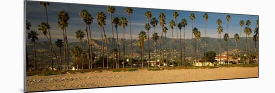 Palm Trees on the Beach, Santa Barbara, California, USA-null-Mounted Premium Photographic Print