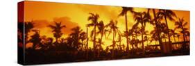 Palm Trees on the Beach, the Setai Hotel, South Beach, Miami Beach, Florida, USA-null-Stretched Canvas