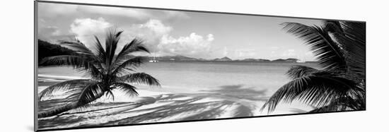 Palm Trees on the Beach, Us Virgin Islands, USA-null-Mounted Photographic Print