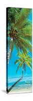 Palm trees on the beach, Viti Levu, Palm Cove, Fiji-null-Stretched Canvas